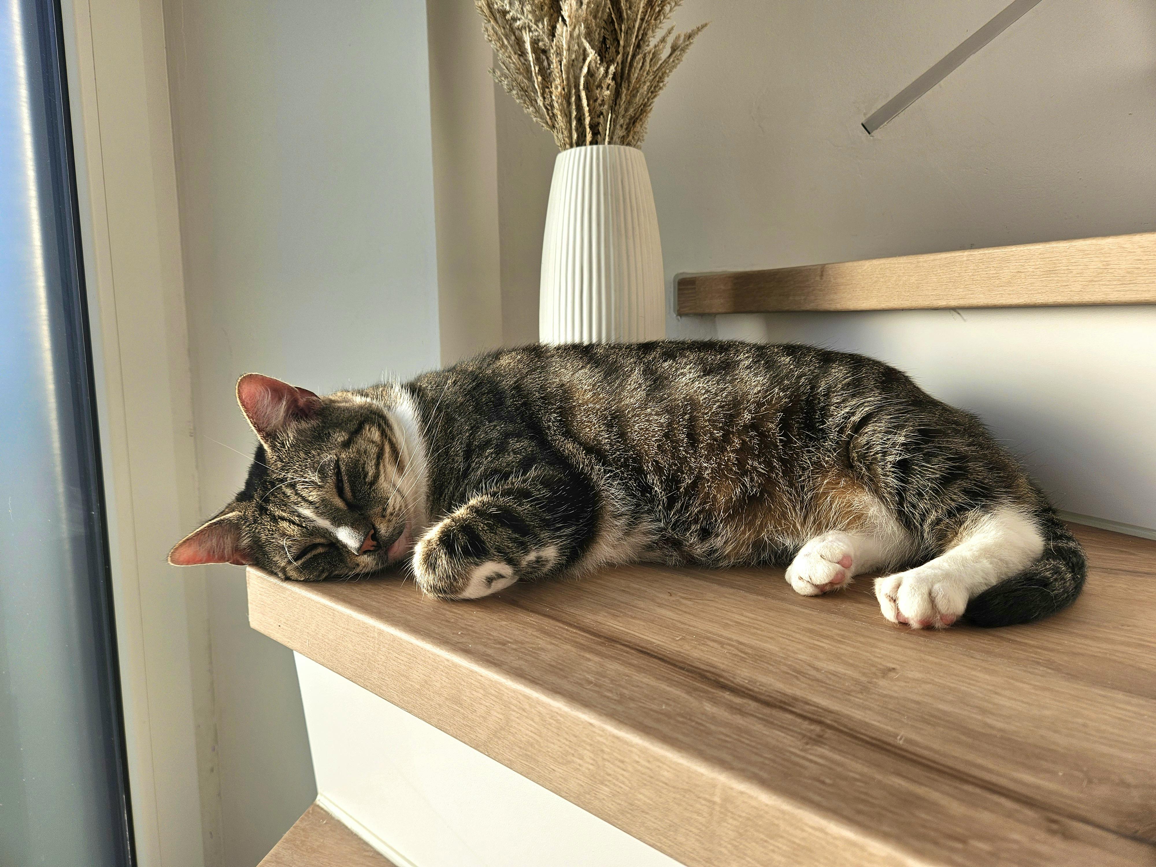 Getigerte Katze schläft auf einer Holzablage neben dem Fenster im Kapitänshaus