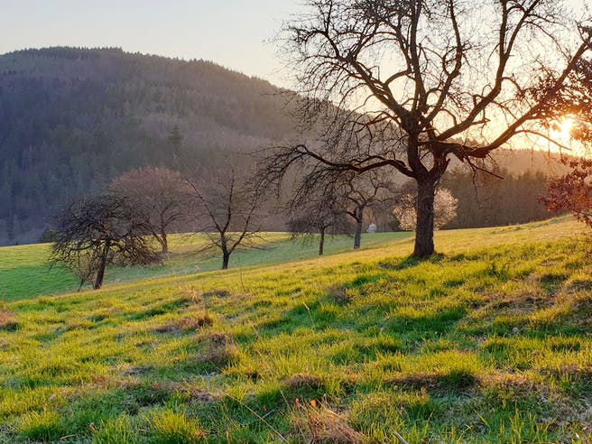 Freistehendes Grundstück im Odenwald bei Sonnenuntergang