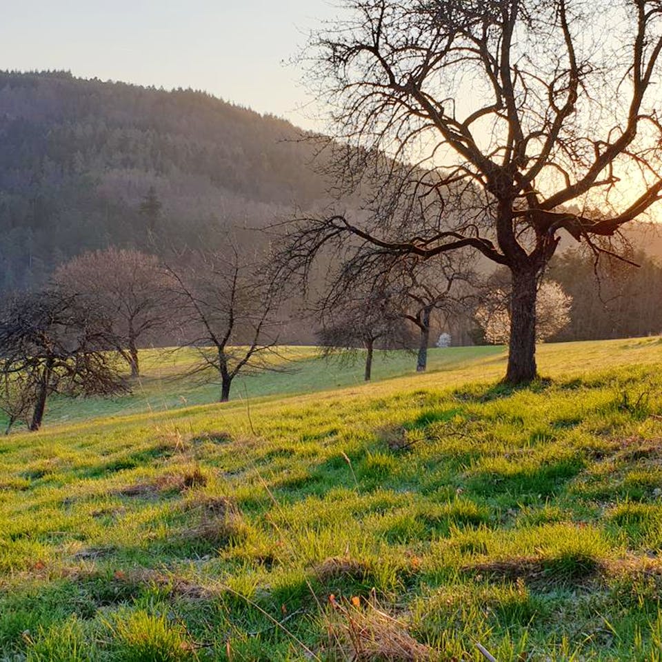 Freistehendes Grundstück im Odenwald bei Sonnenuntergang