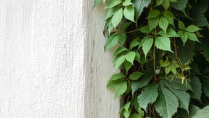 Begrünte Wand