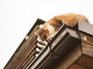 Katze trinkt aus einer Dachrinne