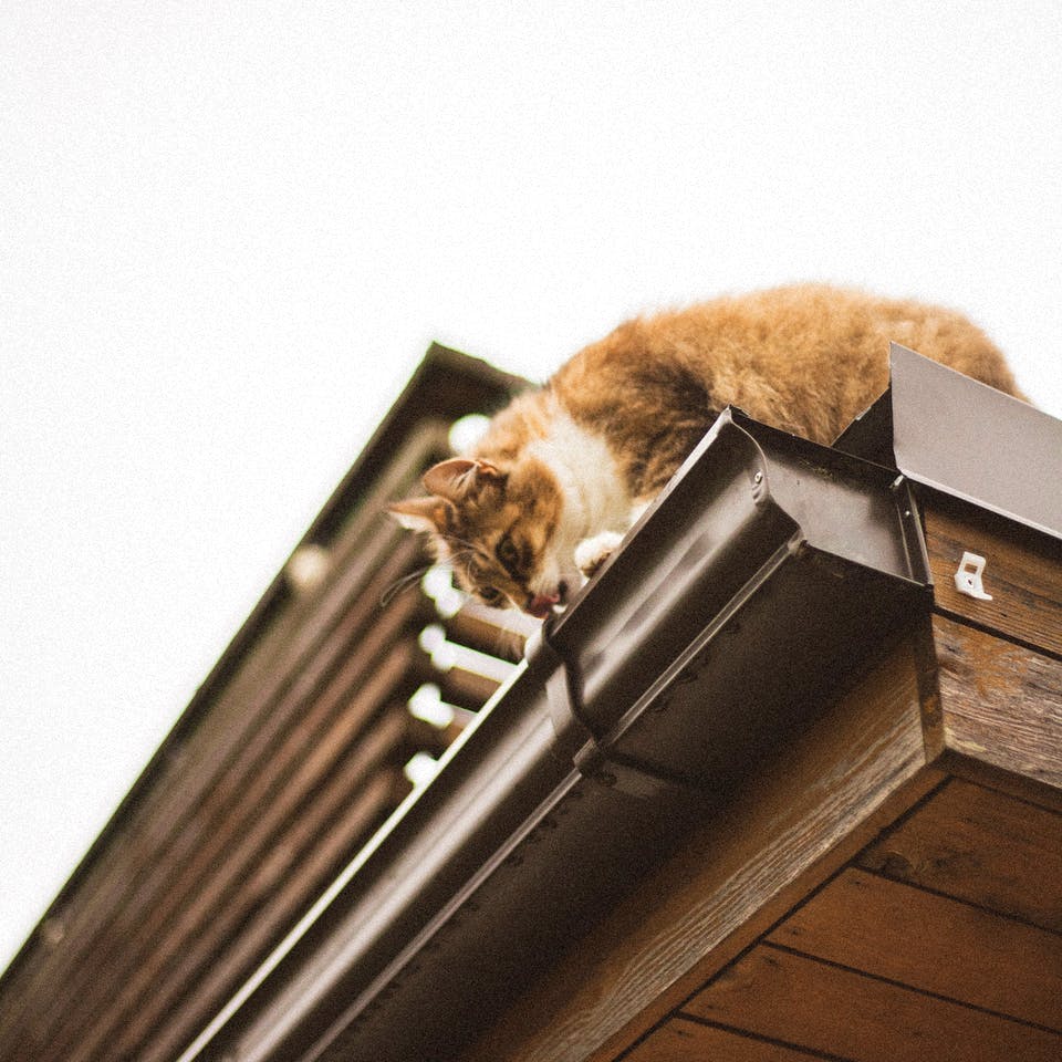 Katze trinkt aus einer Dachrinne