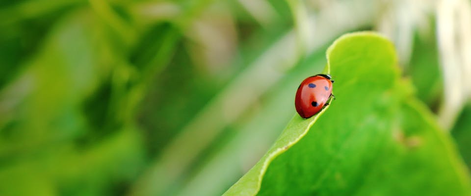 Marienkäfer sitzt auf einer Wiese