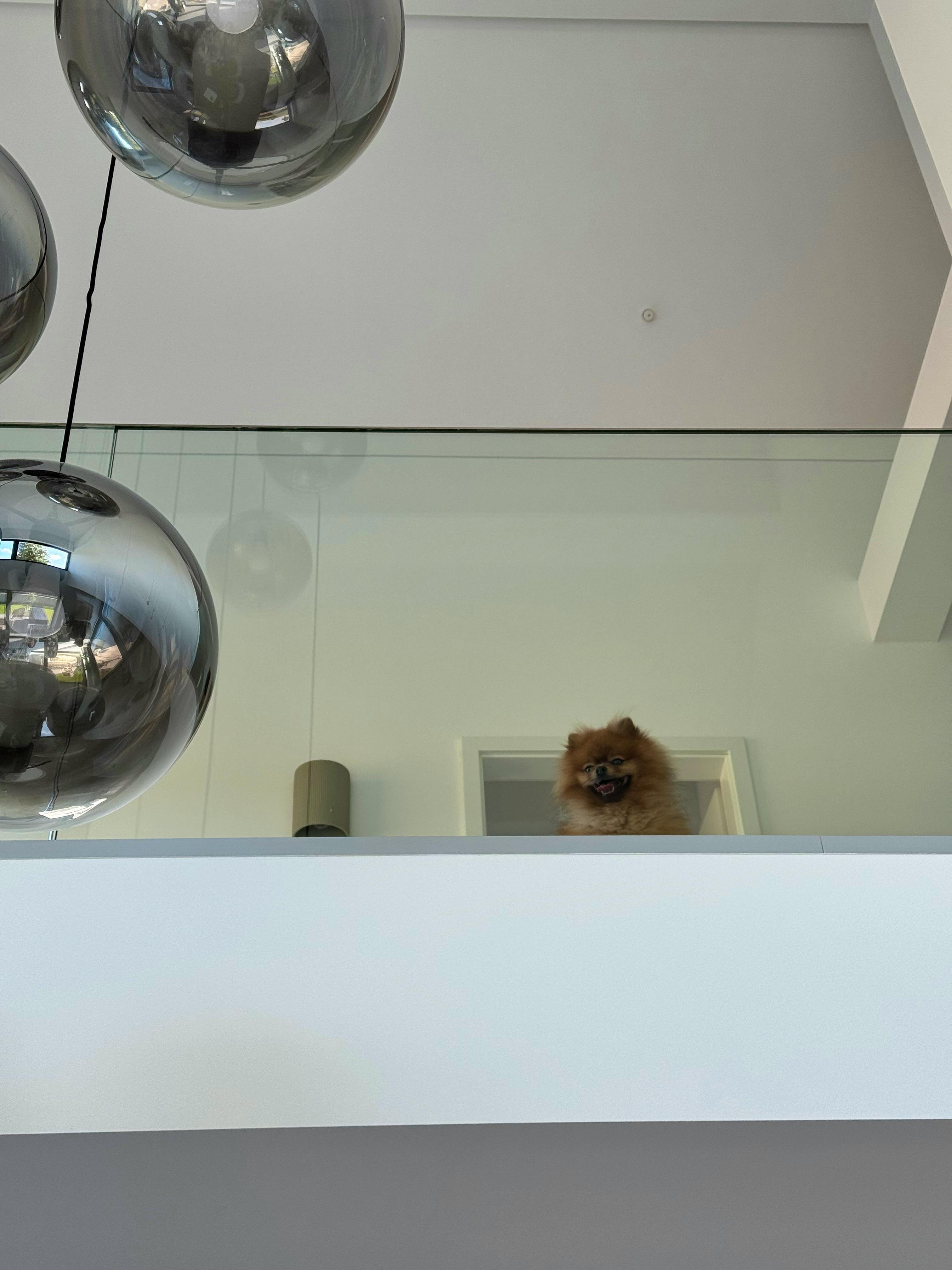 Kleiner Hund auf der Galerie hinter Glasgeländer, Rauchglas-Pendelleuchten im Vordergrund