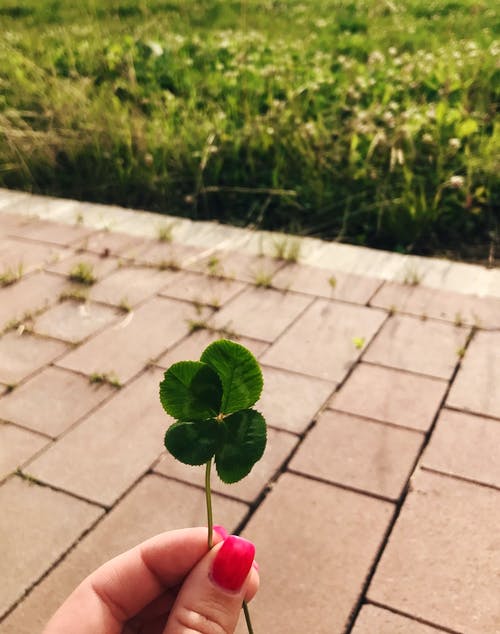 Ein vierblättriges Kleeblatt wird in der Hand gehalten