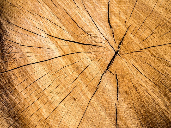 Baumstamm Querschnitt mit vielen Jahresringen