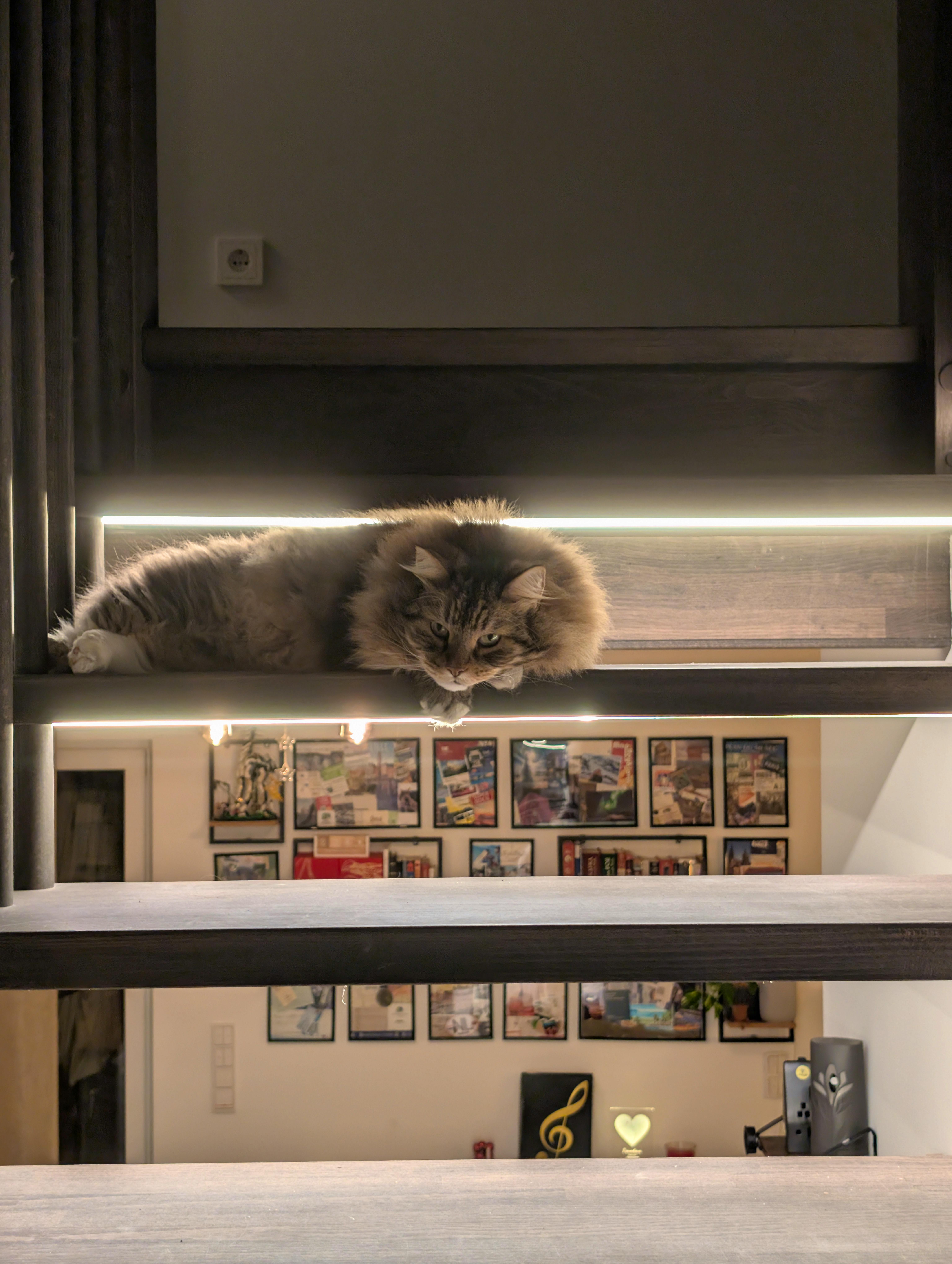 Kater Max liegt auf einer Stufe der Derstappen-Galerietreppe mit LED-Klavierbeleuchtung, Blick in die Kamera