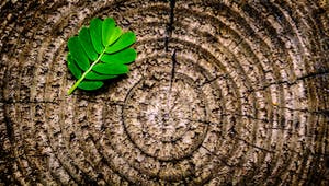 Grünes Blatt liegt auf einem Holzquerschnitt