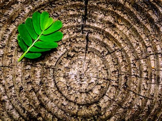 Grünes Blatt liegt auf einem Holzquerschnitt