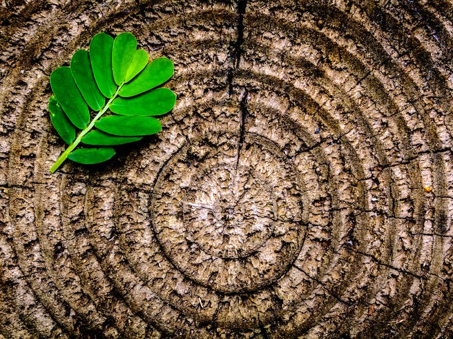 Grünes Blatt liegt auf einem Holzquerschnitt