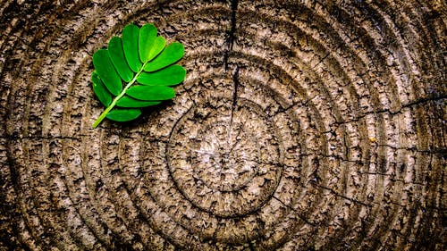 Grünes Blatt liegt auf einem Holzquerschnitt