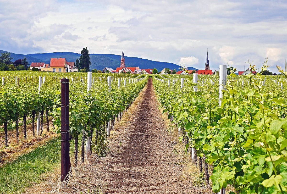 Weinberg in Rheinland-Pfalz