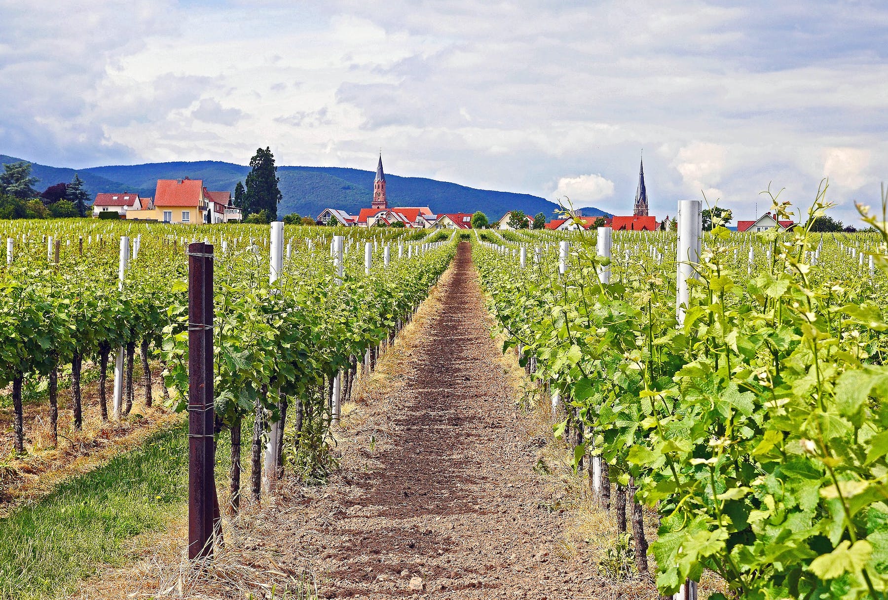 Weinberg in Rheinland-Pfalz