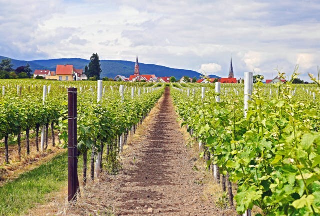 Weinberg in Rheinland-Pfalz
