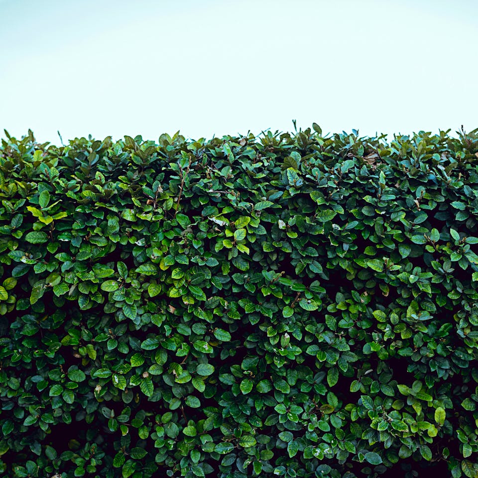 Sichtschutz im Garten mit Hecke