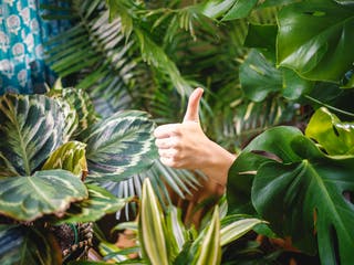 Hand mit Daumen nach oben ragt aus einem Gebüsch Hand mit Daumen nach oben ragt aus einem Gebüsch