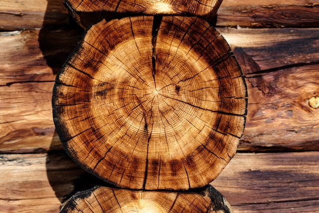 Holzstamm im Querschnitt