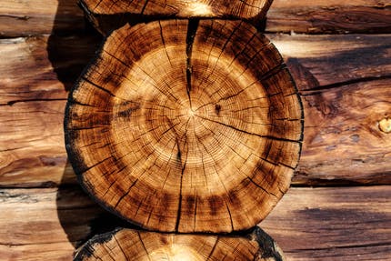 Holzstamm im Querschnitt