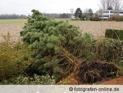 baum-sturmschaden.jpg
