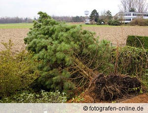 baum-sturmschaden.jpg