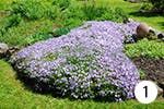 Glockenblumen für Ihren Garten