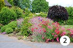 Gartennelke für Ihren Garten
