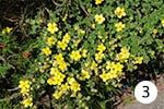 Echtes Johanniskraut für Ihren Garten