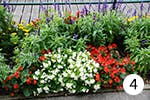 Eisbegonie für Ihren Garten