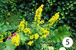 Gelbe Nachtkerze für Ihren Garten