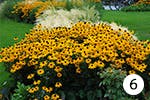 Oranger Sonnenhut für Ihren Garten