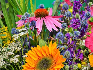 Rote Blüte mit Bienen Rote Blüte mit Bienen