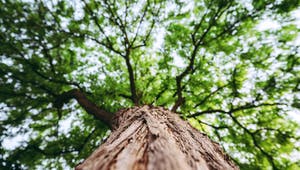 Baum auf dem Grundstück von unten