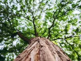 Baum auf dem Grundstück von unten