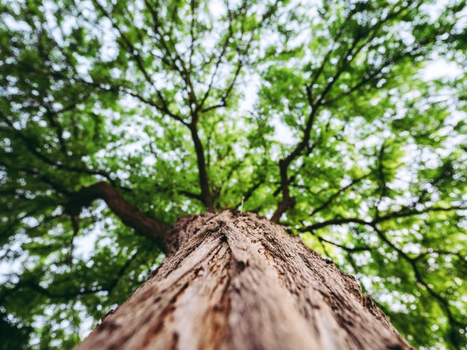 Baum auf dem Grundstück von unten