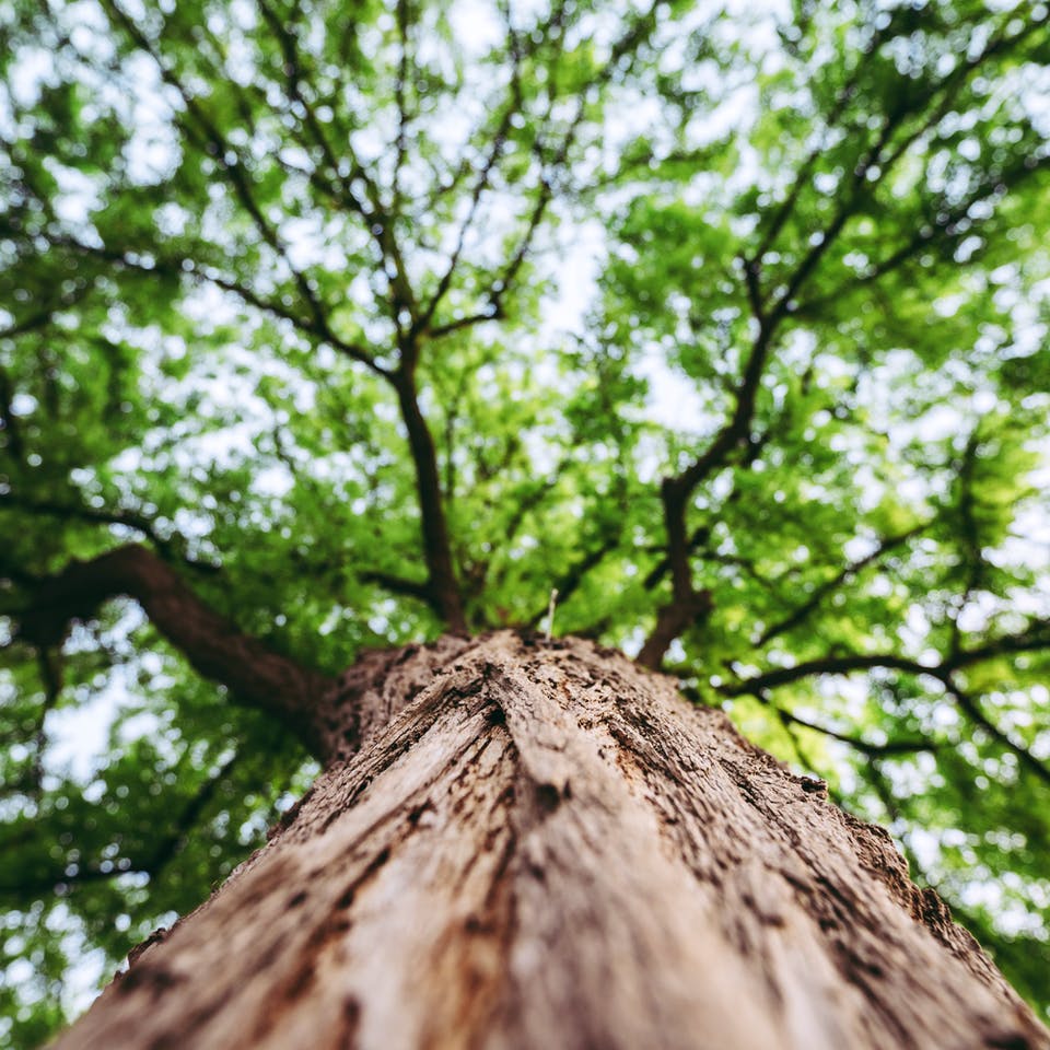 Baum auf dem Grundstück von unten