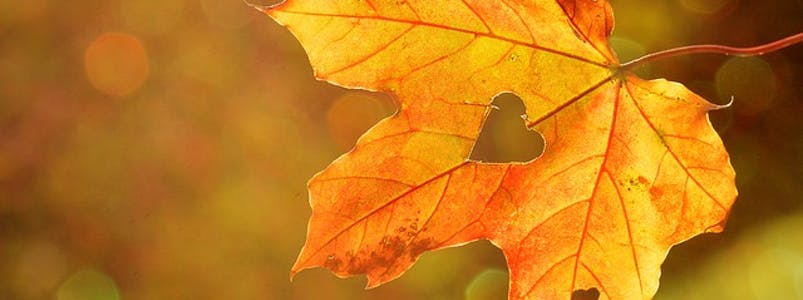 Gartenpflege im Herbst