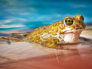 Pool mit Frosch Pool mit Frosch